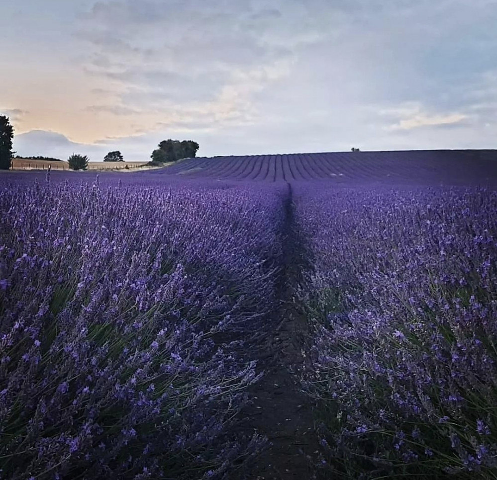 Hitchin Lavender is opening soon - find out when. CREDIT: Hitchin Lavender Instagram 