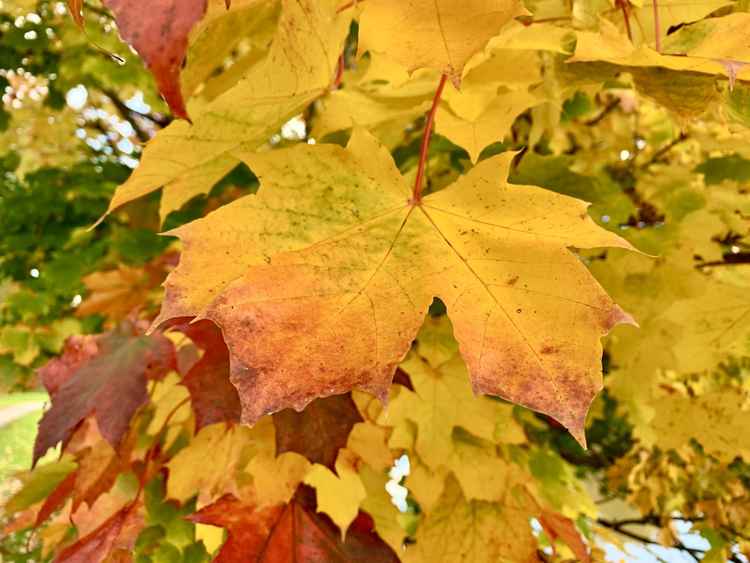 This walk is perfect for an autumn day