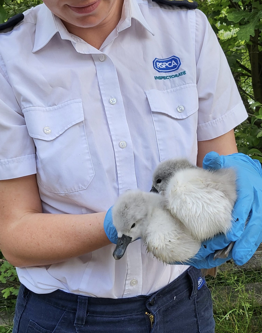 The cynets are now without their mother following a dog attack