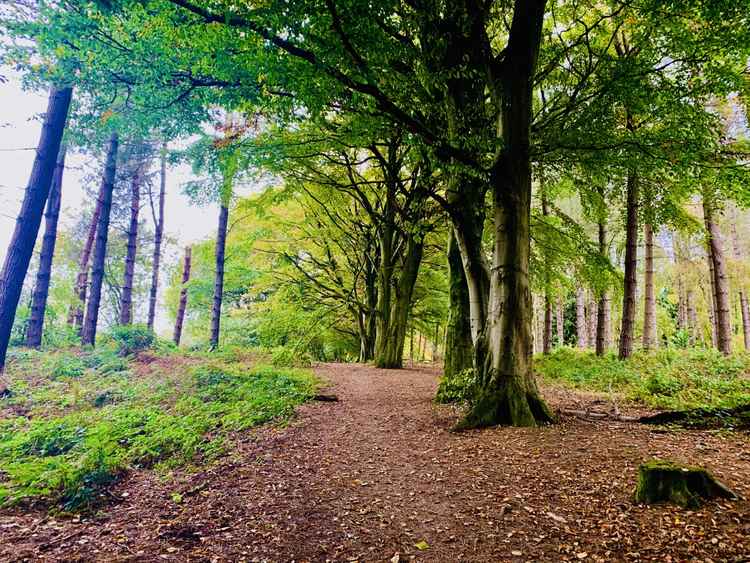 Delamere's rows of trees