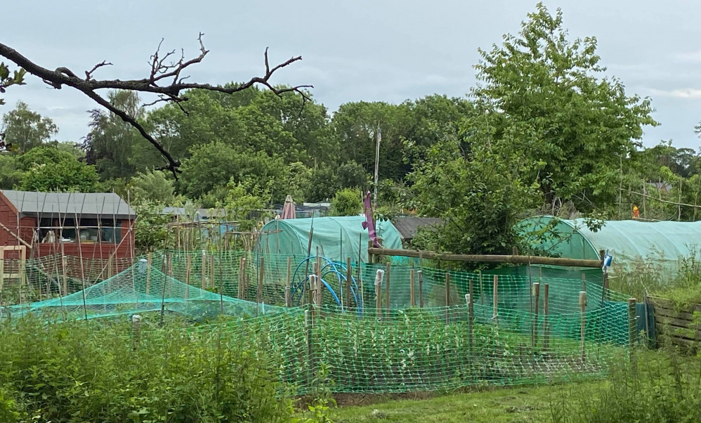 Bridge Street allotments (Picture contributed)