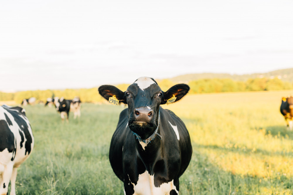 You can also look at more Cowbridge opportunities in our dedicated jobs section. (Image credit: Kristyn Lapp - Unsplash)