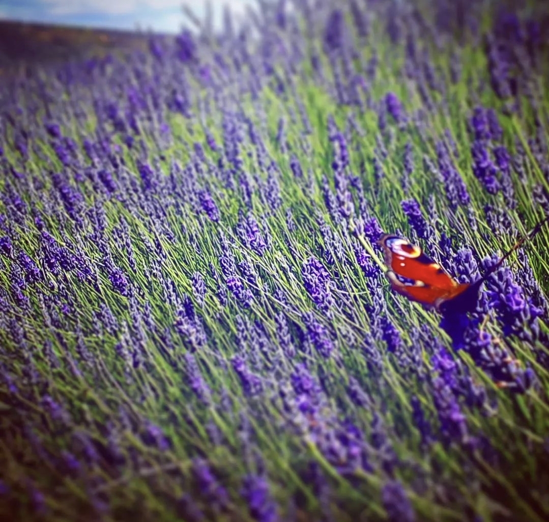 Will you be visiting the brilliant Hitchin Lavender. CREDIT: Hitchin Lavender 