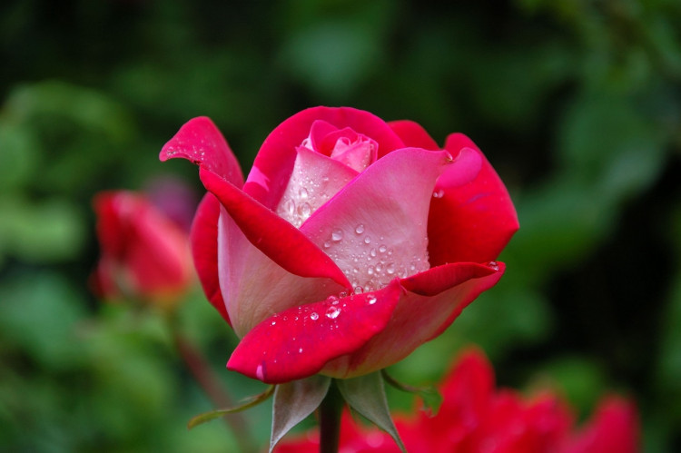 Photo by Pixabay: https://www.pexels.com/photo/close-photography-of-red-and-pink-rose-56866/