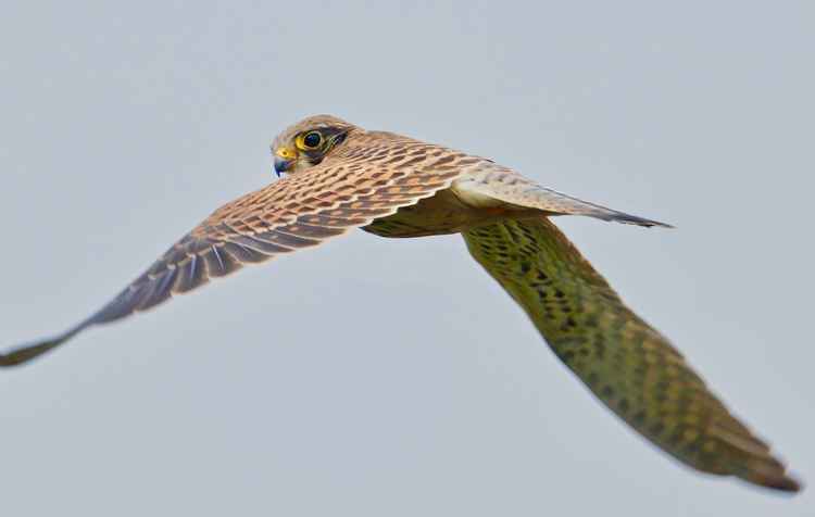 A kestrel hovers over the Marsh