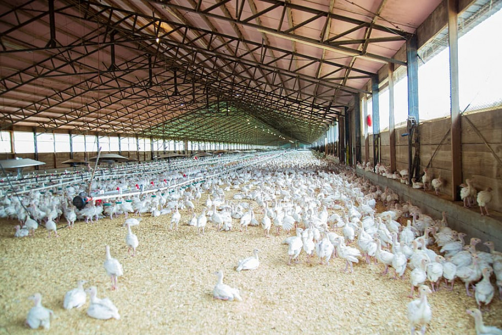 Plans to reinstate a dilapidated chicken farm in Norton Lindsey will be discussed on Wednesday night