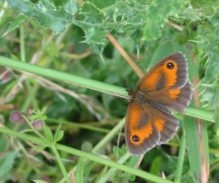 Warwickshire County Council says analysing populations will allow 'country park rangers to assess the quality and success of conservation projects' (Image supplied)