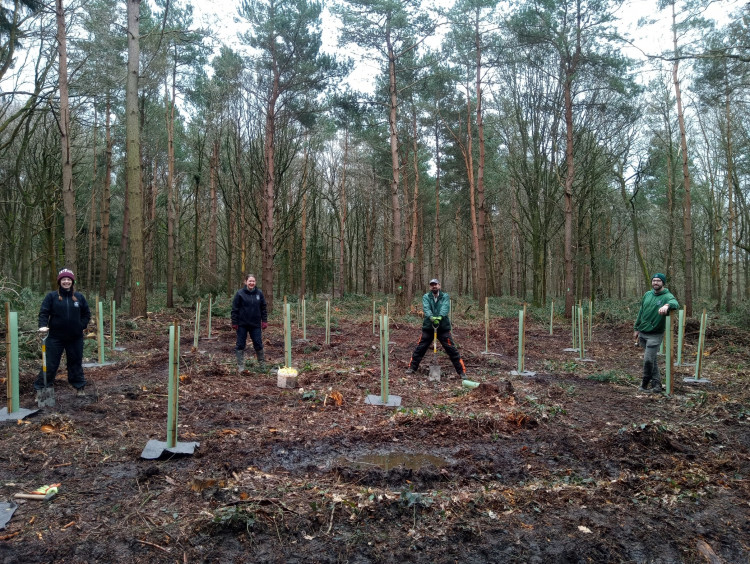 Tree planting in Oakley Wood in February 2021 (Image via Warwick District Council)