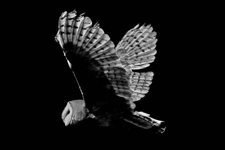 An owl in black and white