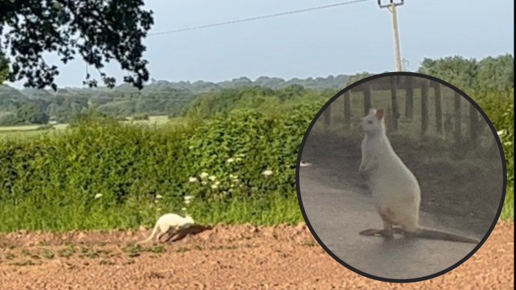 Julie Purvin spotted Colin whilst out walking her dogs near Chase Lane (Images supplied)