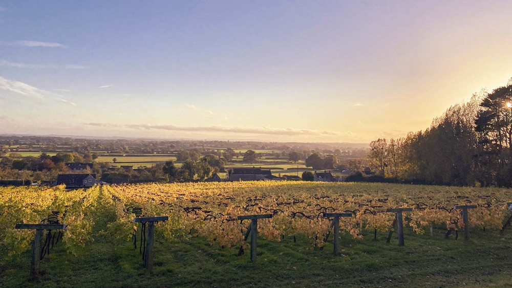 Wraxall Vineyard. Photo ©Wraxall Vineyard Wraxall Vineyard. Photo ©Wraxall Vineyard