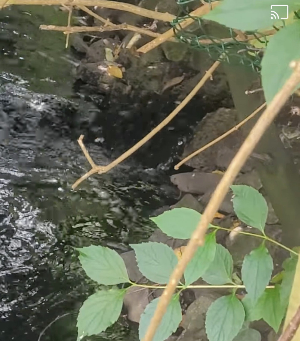 Close-up footage of the oil entering Wistaston Brook, Princess Drive, from a pipe (Stella Swift).