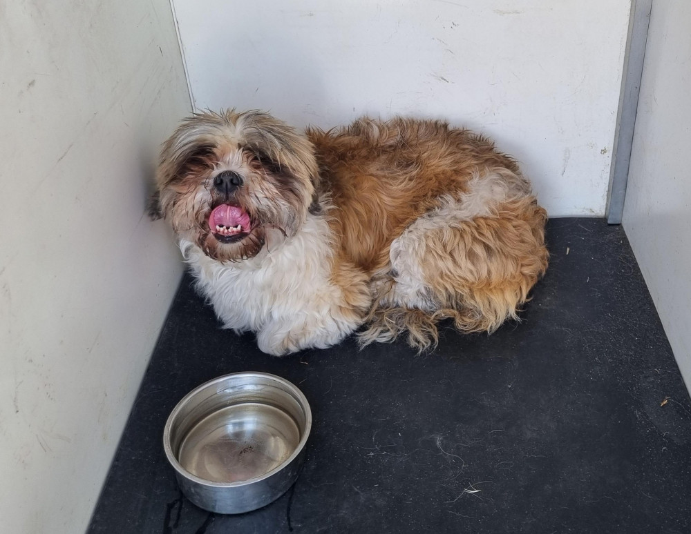 It took 20 minutes for Hounslow Animal Welfare officers Andy and Caroline to coax little Kizzy out from beneath a car outside West Middlesex Hospital