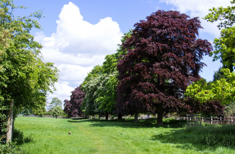 Some of the trees at Charlecote Park are over 300 years old