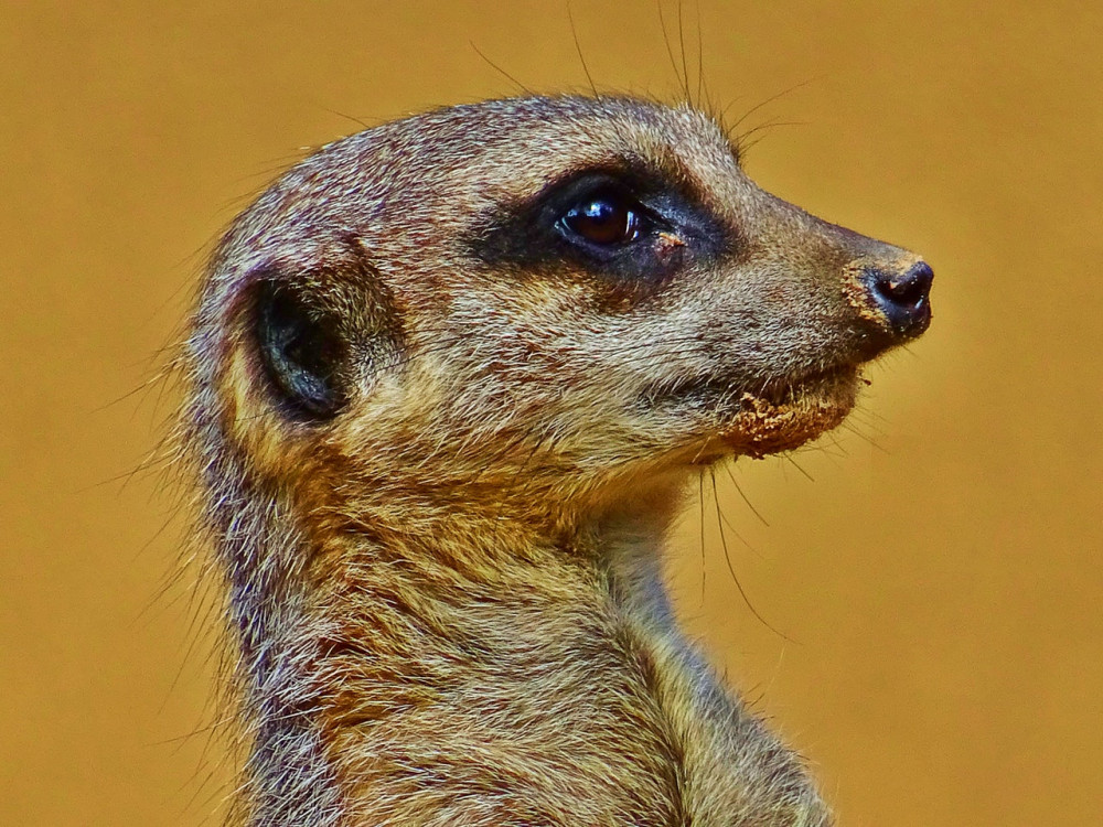 Photo by SevenStorm JUHASZIMRUS: https://www.pexels.com/photo/brown-meerkat-424999/ Photo by SevenStorm JUHASZIMRUS: https://www.pexels.com/photo/brown-meerkat-424999/