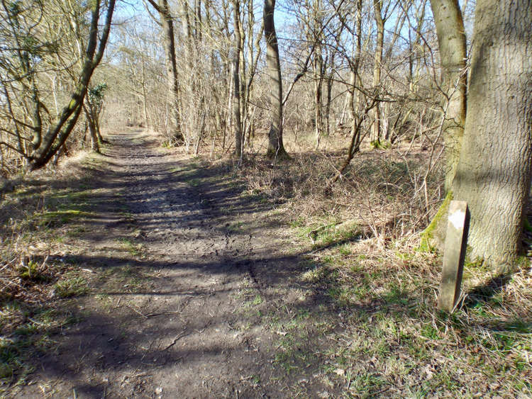 Hadleigh woodland part of Suffolk treescape