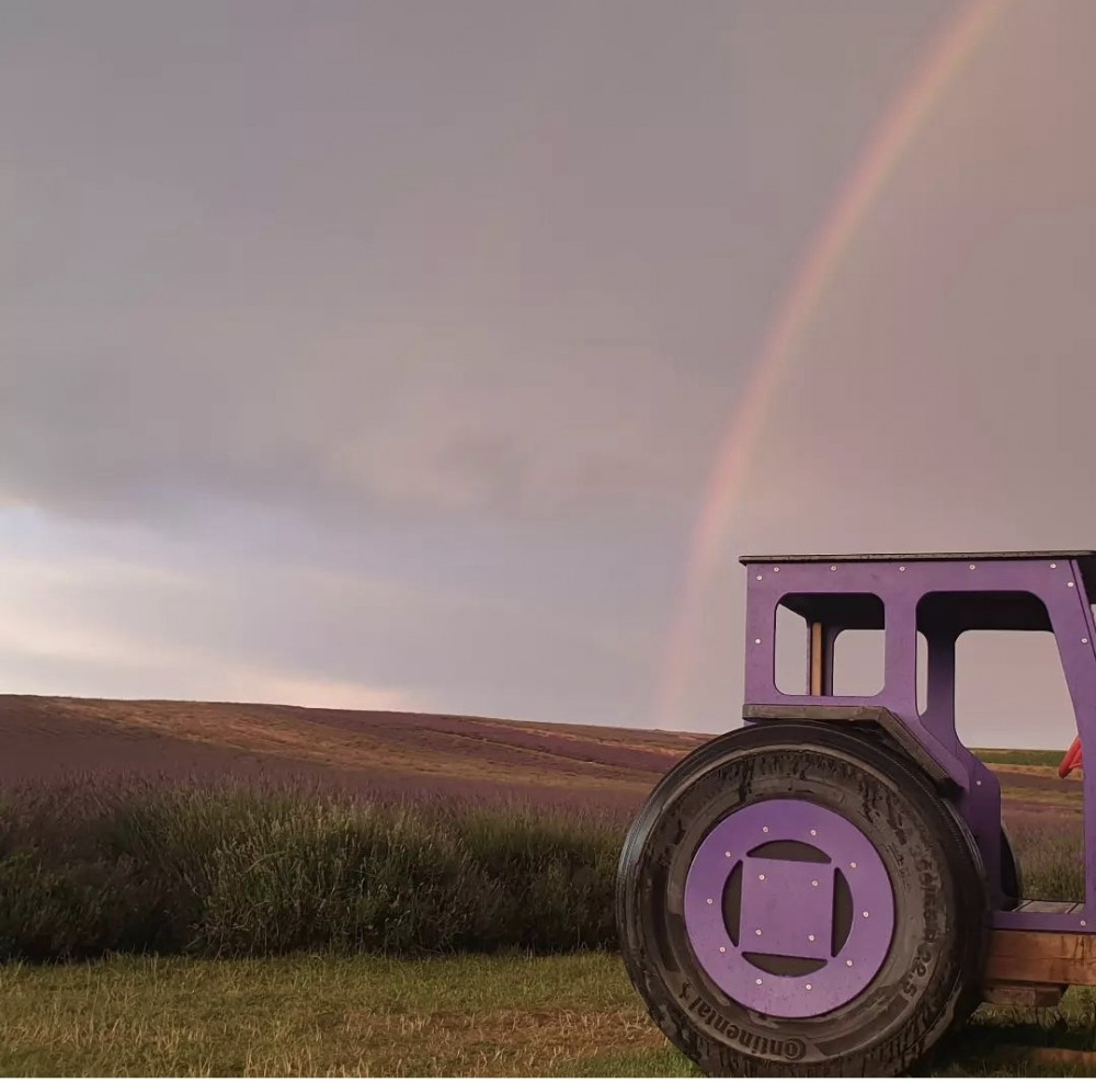 Stunning Hitchin Lavender. CREDIT: Hitchin Lavender 