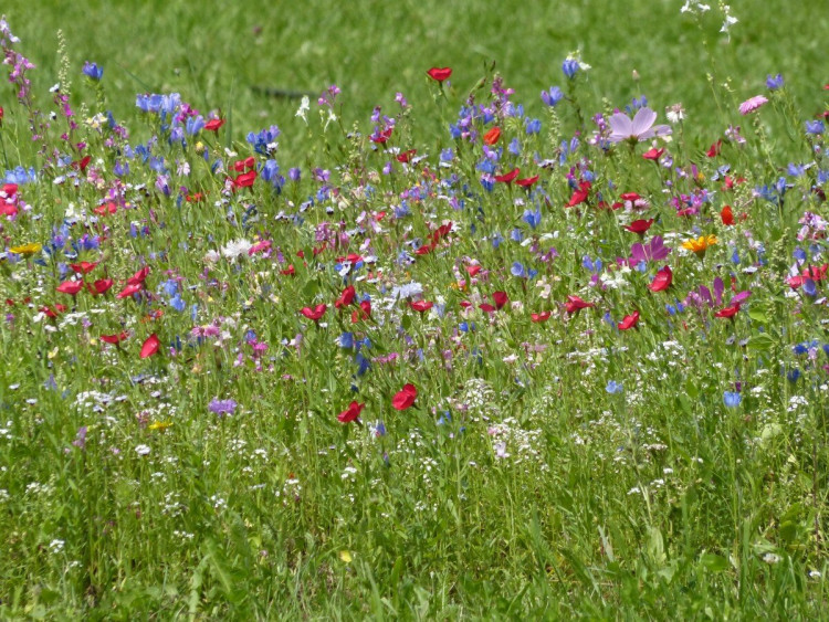 Warwickshire County Council will allow roadside verges to grow to encourage wild flowering