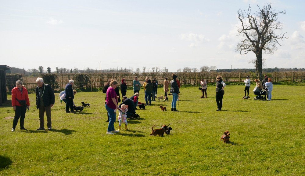 Dogs can run free at Pear Tree Paws, individually or with friends, safely and securely (Picture credit: Nub News