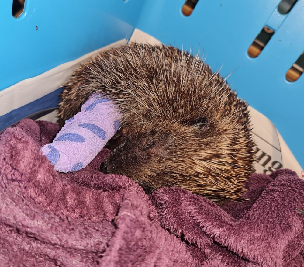 The injured hedgehog. Read Hitchin Nub News for what Hitchin Squirrel Rescue had to say about the dreadful attack