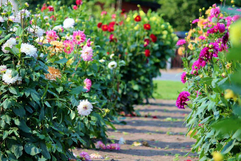 Plant sale 