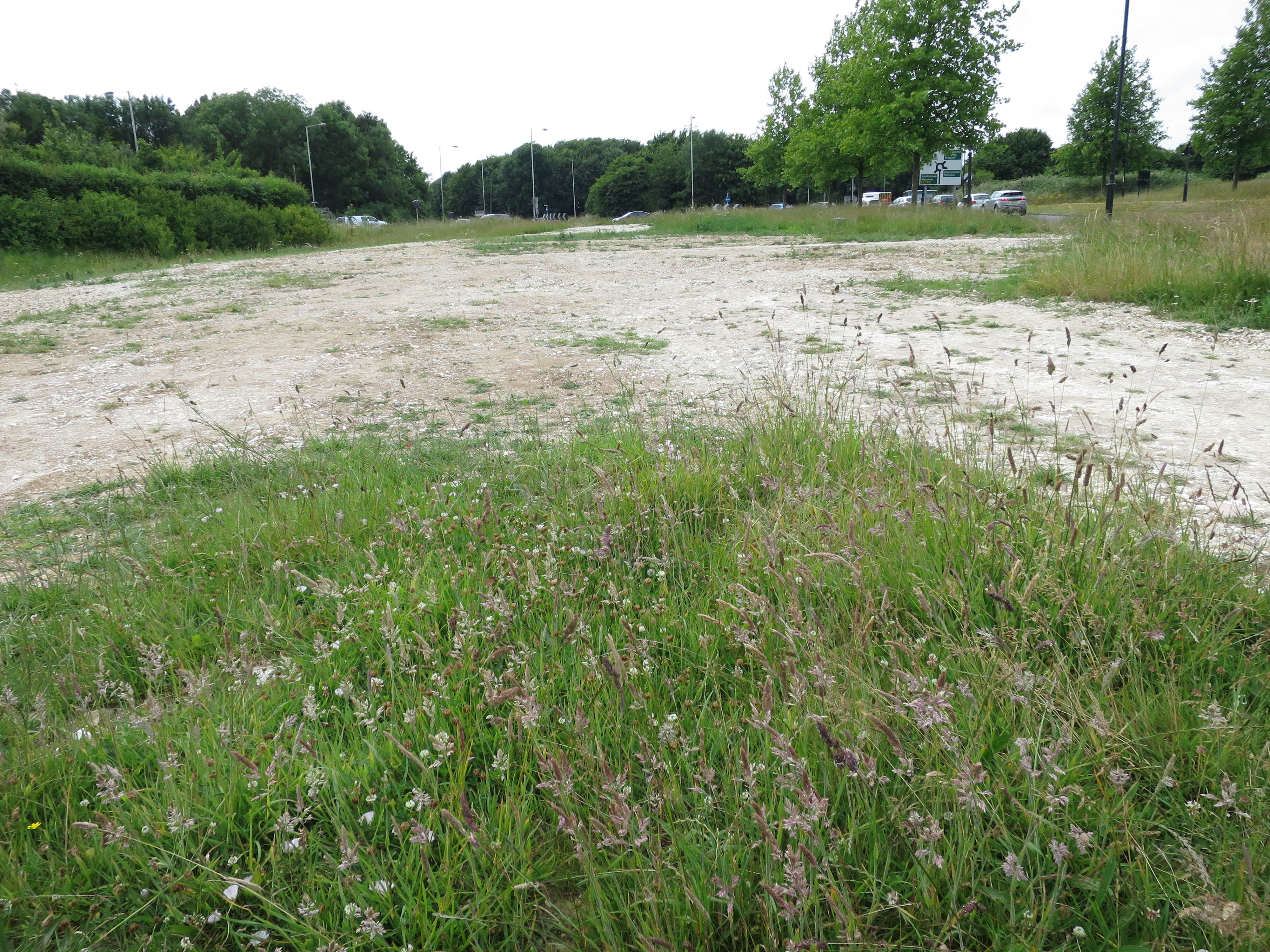 The site near the Monkey’s Jump roundabout set aside for wildflowers