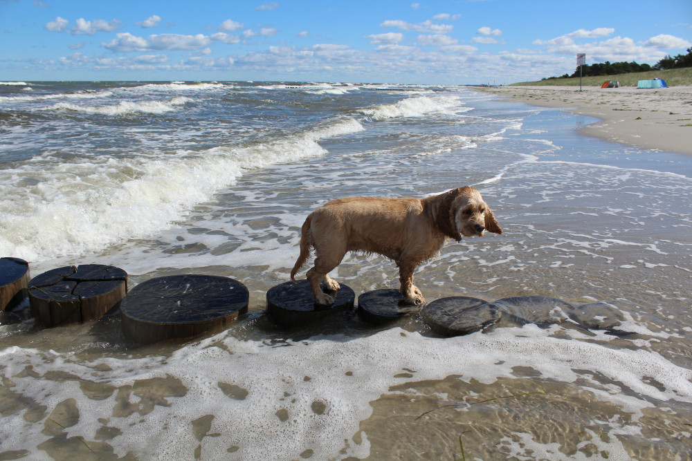 Dog beach bans in Helston.