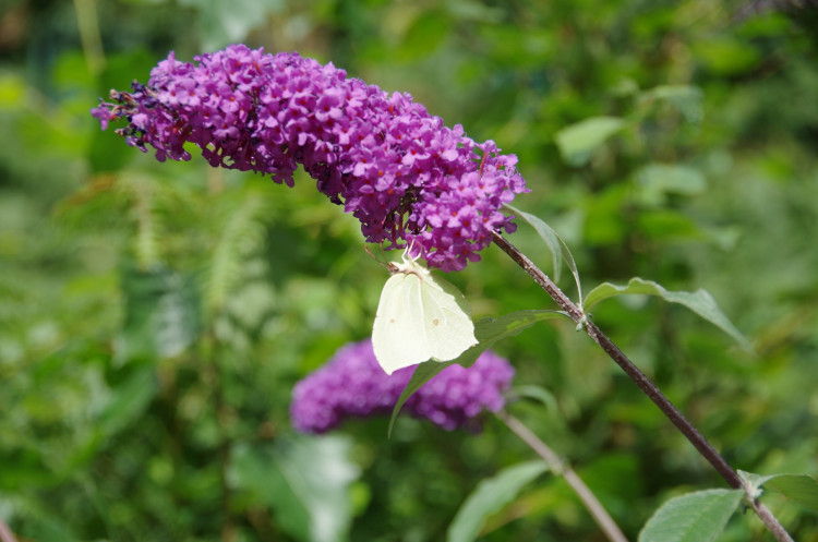 Entries for Warwick in Bloom 2022 must be registered by July 31 (Image by Richard Smith)