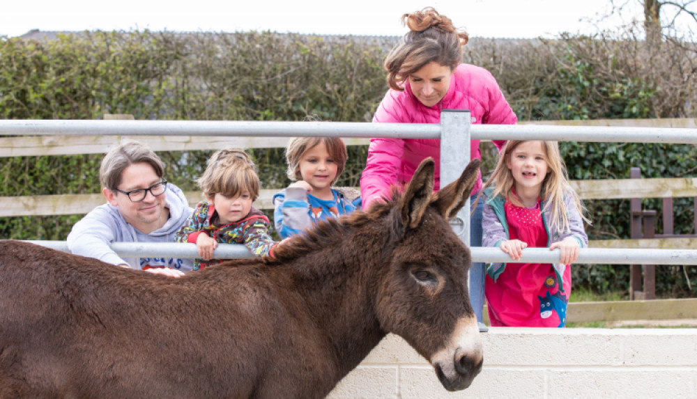 Who Wants to be a Donkey Guardian - Summer Quiz Trail