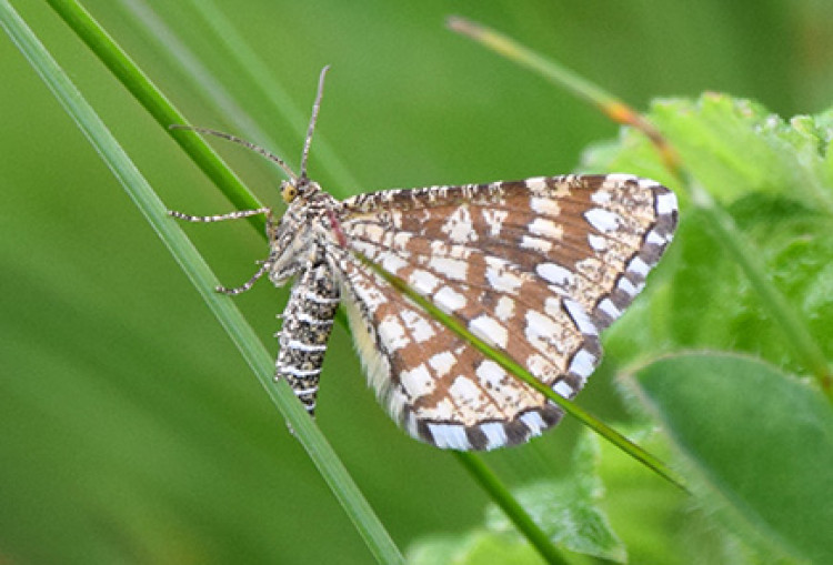 A legally protected Latticed Heath Moth, Danes Moss 19/06/2022.