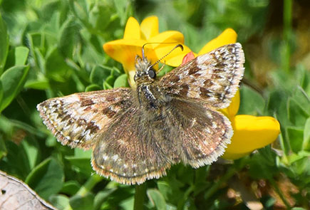 Dingy Skipper on Danes Moss, vulnerable to extinction within the whole of the UK, 14/05/2022