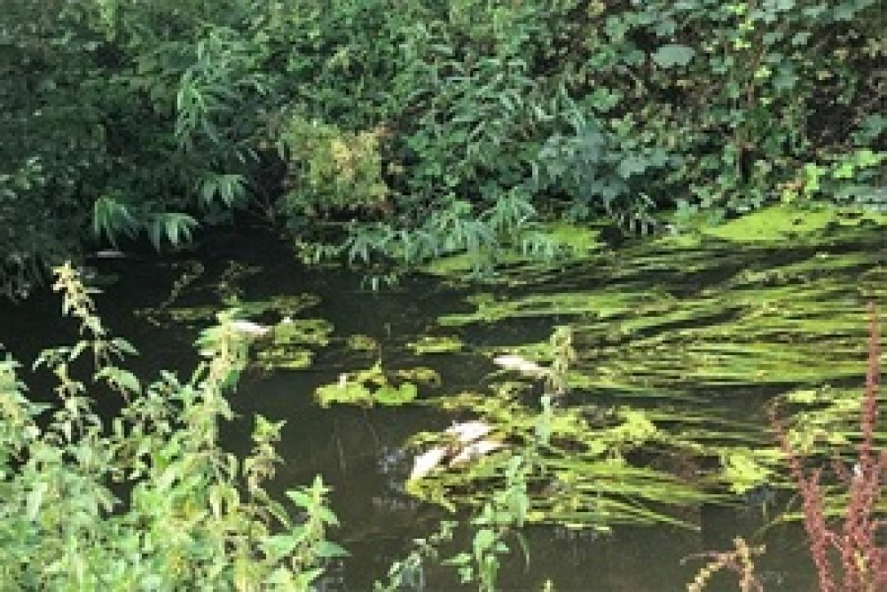 Some of the dead fish in Frome town centre the sight of the dead fish was ‘heart breaking’.