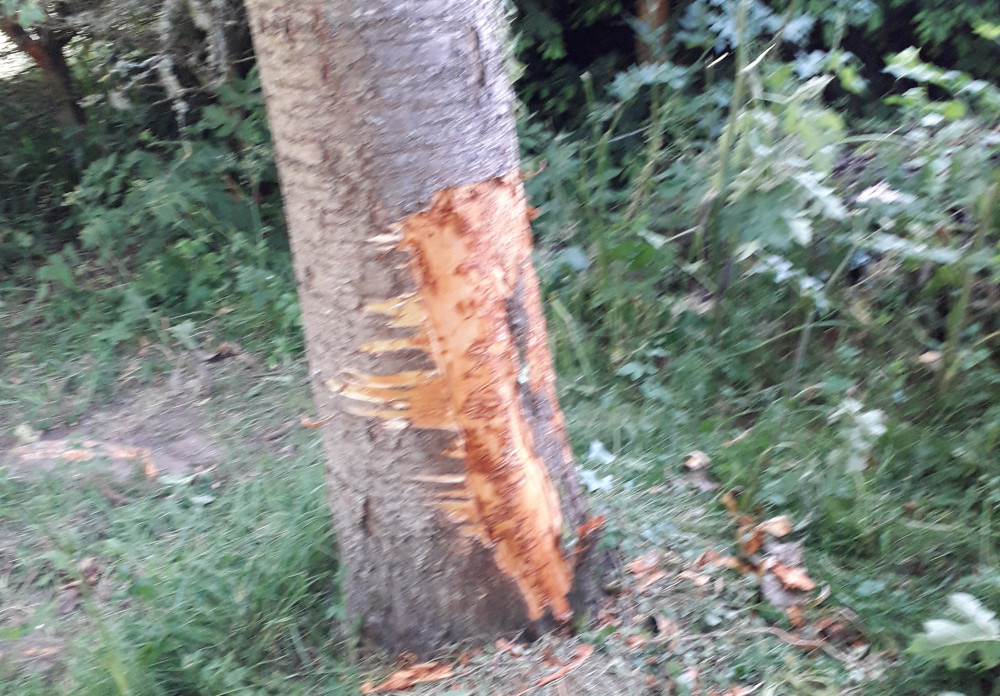 The bark has been ripped off several trees in the Millennium Green (Credit: Kassa Retter)