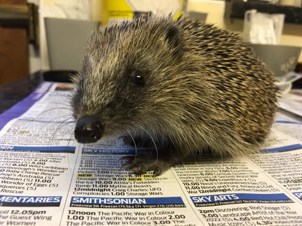 One of the many hedgehogs who have visited Rachel and Jay over the last 12 months