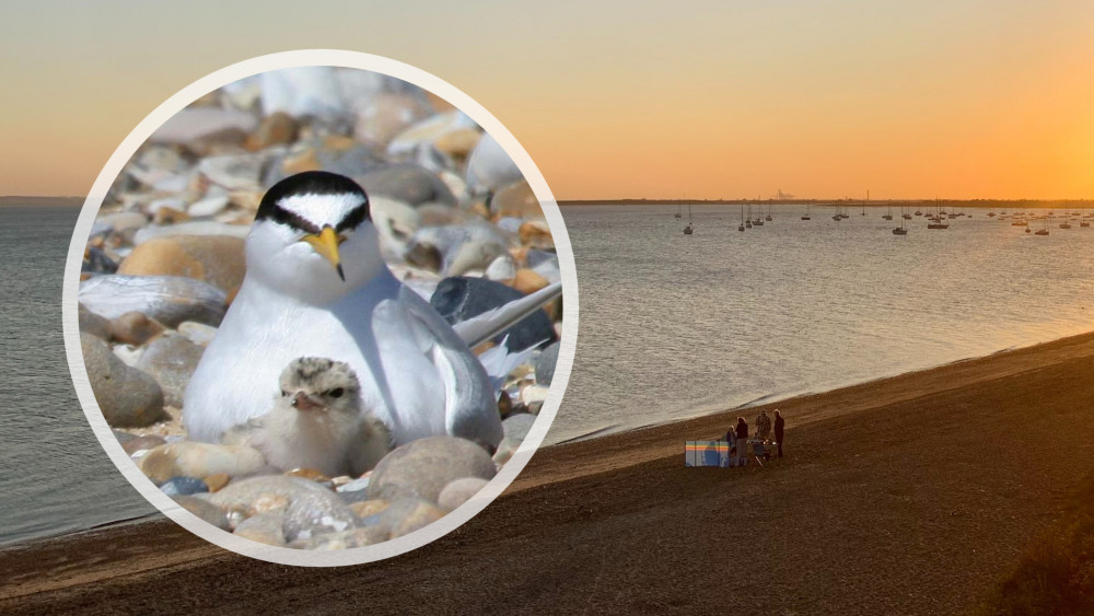 Inset: Little tern with a chick (Photos: Margaret Holland and Carl Beech/Unsplash)