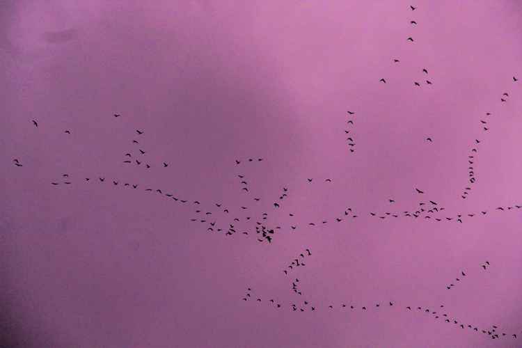 Canada geese in the sky