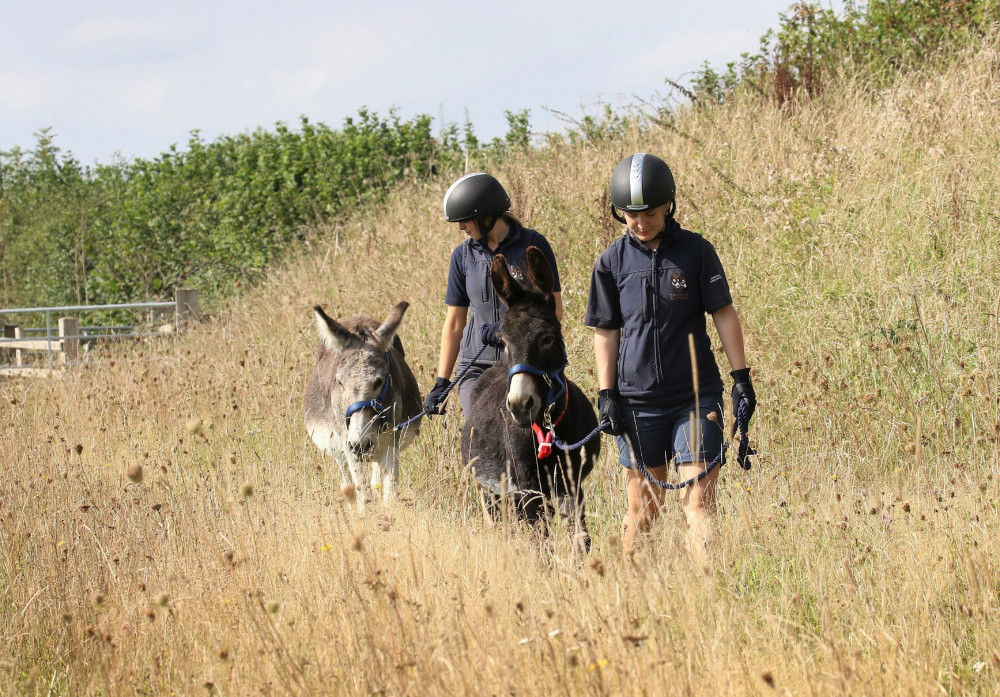 Donkeys Kelley and Paddy walking through the meadow with their grooms last summer (The Donkey Sanctuary)