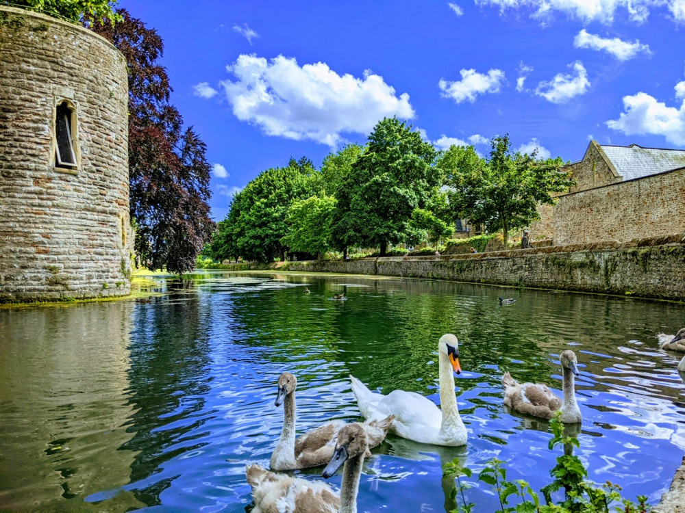 The Bishop's Palace cygnets. Photo by Neil Rose