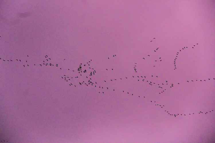 Canada geese in the sky