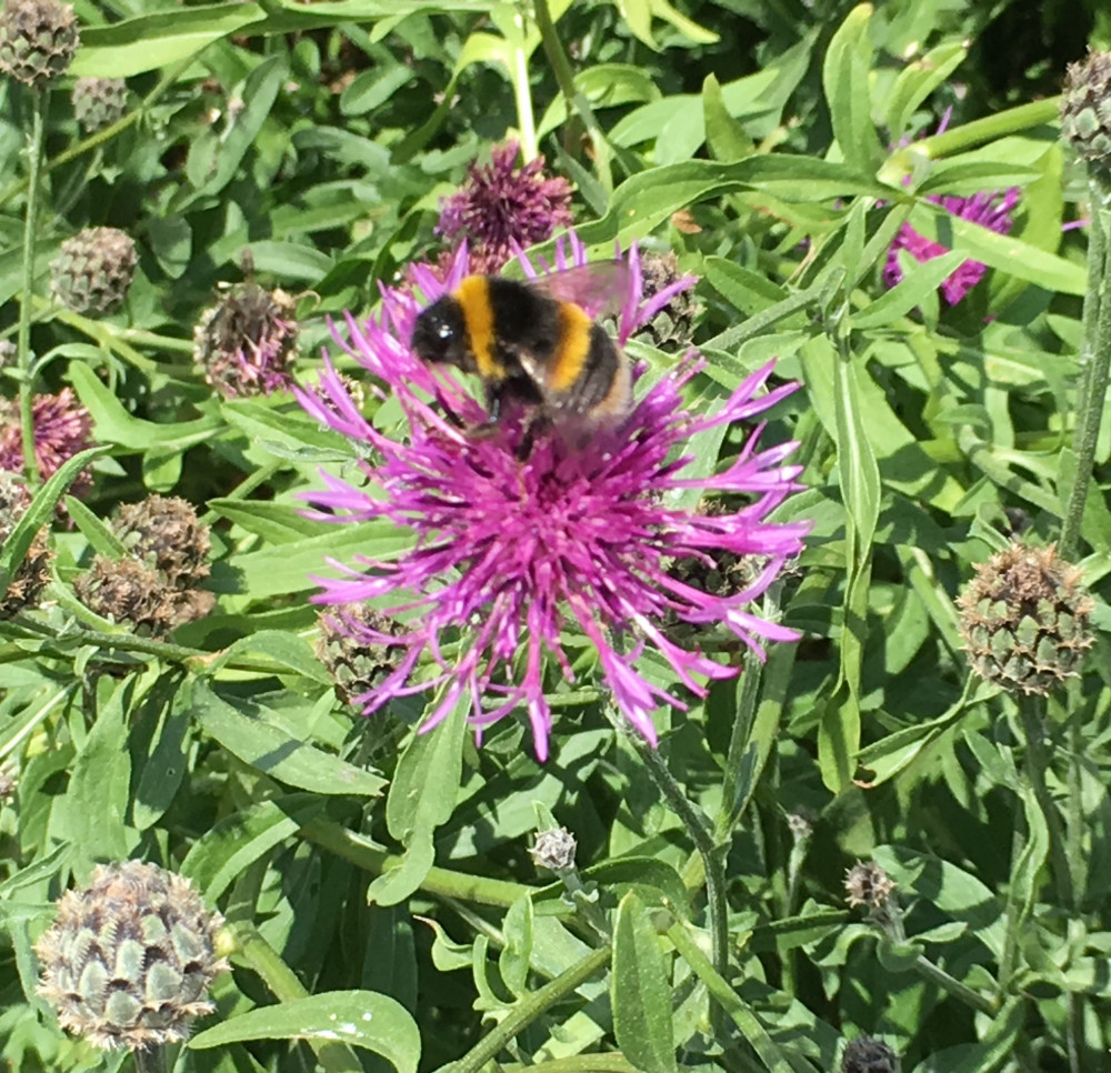 Gardening for bees