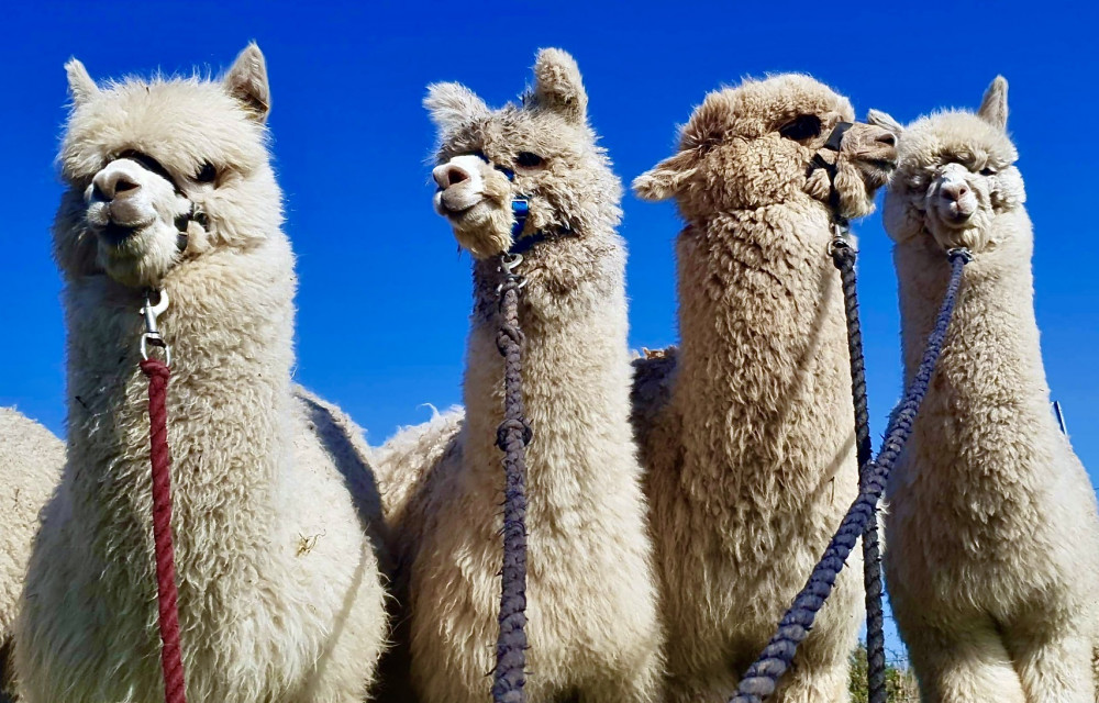 Charnwood Forest Alpaca Farm is located between Ashby and Boundary