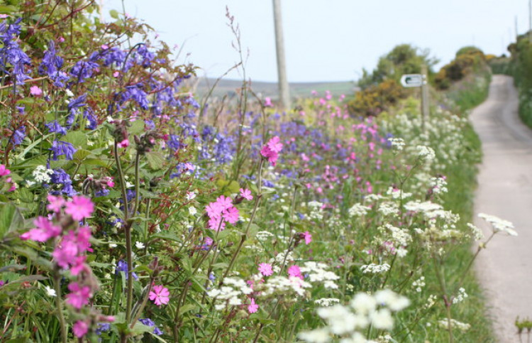 Warwickshire County Council is responsible for maintaining nearly 25 million square metres of verges