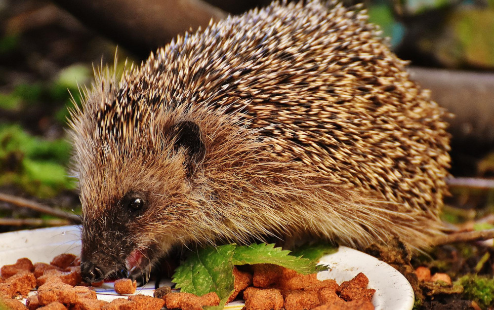 Learn about the local hedgehog population in Ashby on Saturday