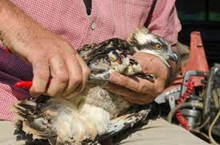 An Osprey chick being ringed (image courtesy of The Rutland Osprey Project)