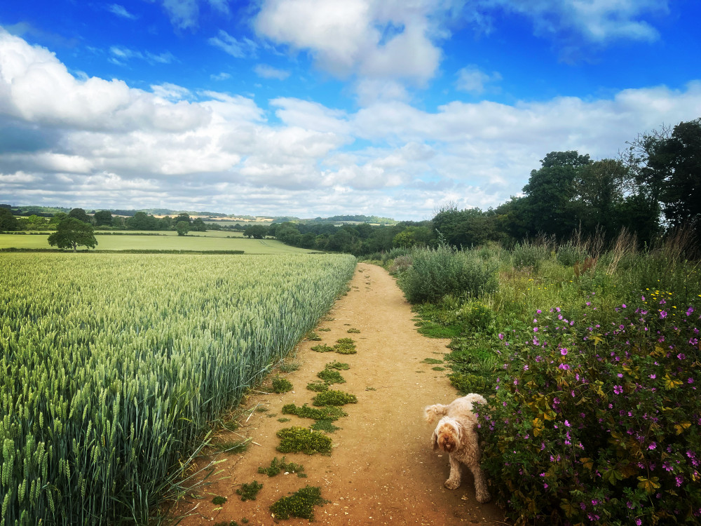 Walkers on Oughtonhead Common (pictured) are advised to use high factor sunblock and make sure their pets have enough water. CREDIT: @HitchinNubNews 