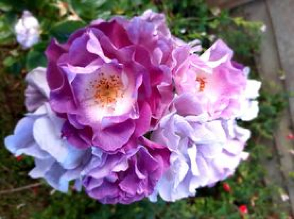 Plenty of flowers will be on display at Belvoir Castle this weekend