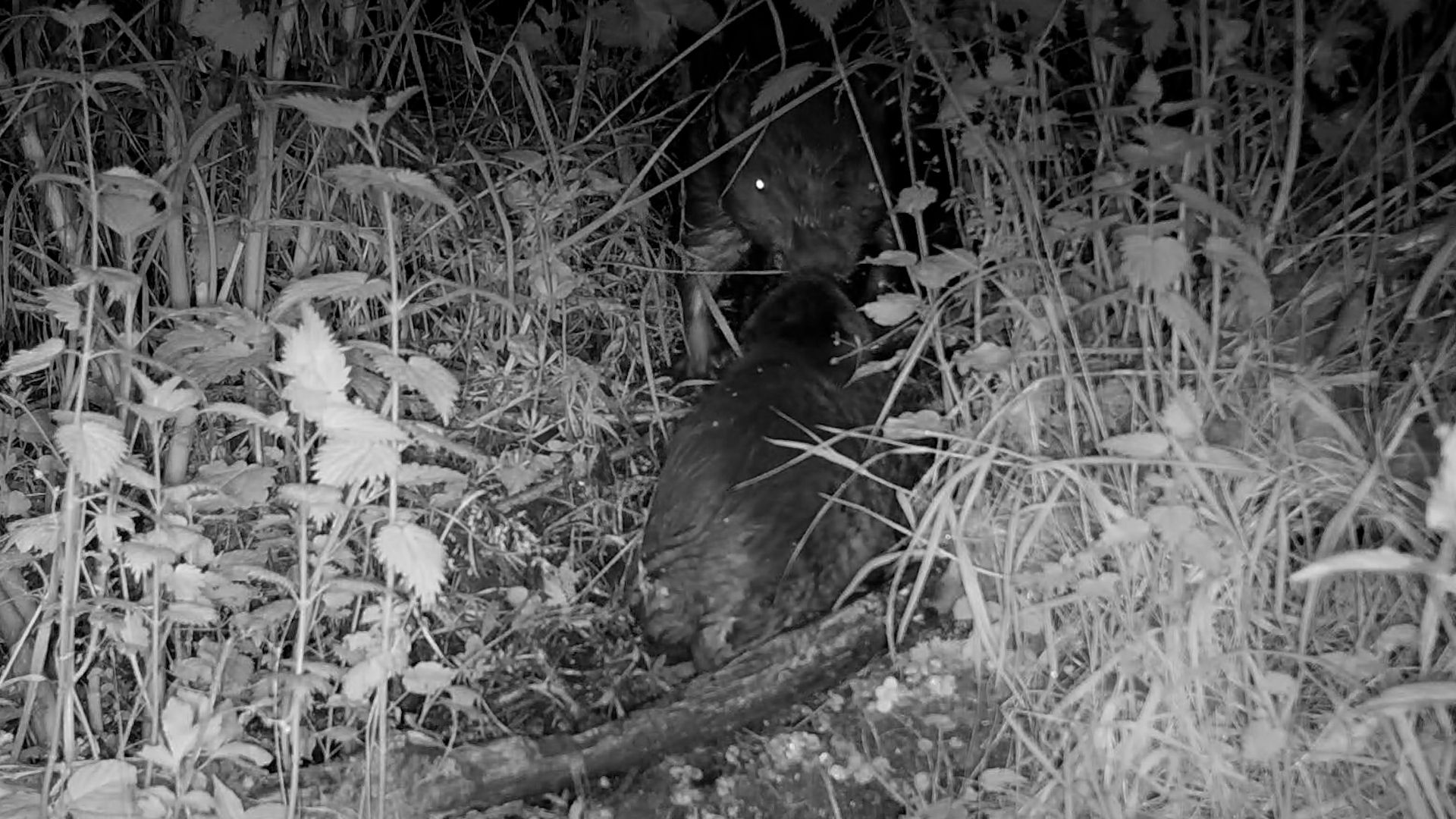 The beaver kit and mother