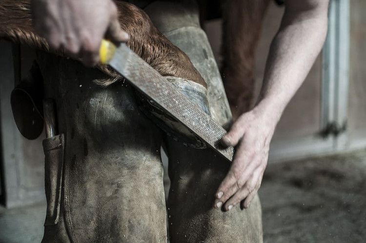 Warwick District Council's planning committee will discuss the Forge Farm farrier business next week