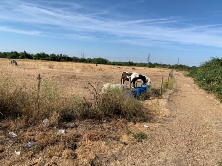 This agricultural land will be swalled up by the new school.