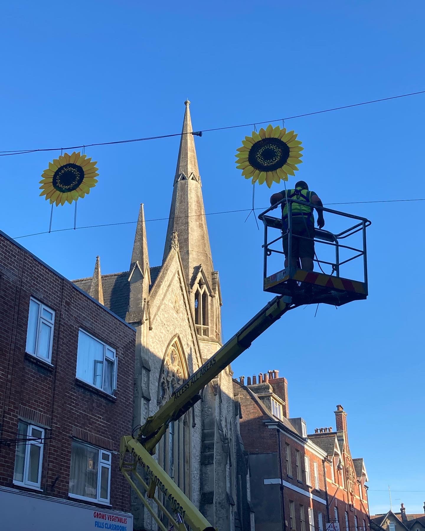 Summer of Sunflowers in Dorchester